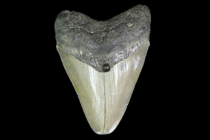 Fossil Megalodon Tooth - North Carolina #130027
